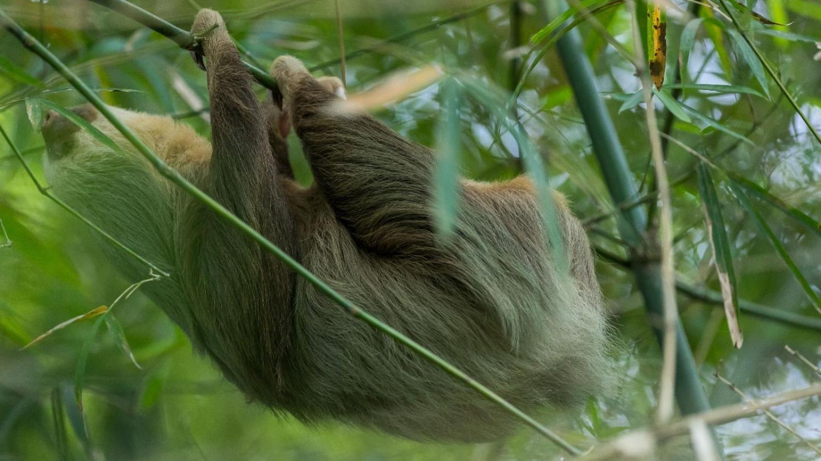 Bamboo River Lodge Horquetas 외부 사진